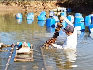 Bến Tre: Nuôi vỗ béo nghêu và hàu trong ao đất
